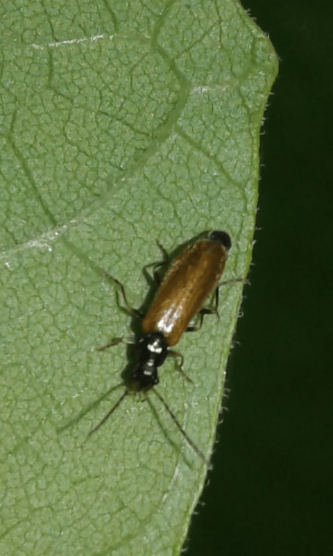 Cantharidae : Rhagonycha sp.?  Rhagonycha fuscitibia o Rhagonycha neglecta